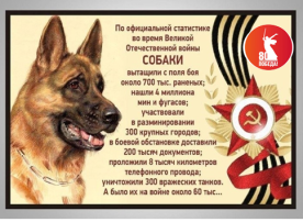 Животные в годы ВОВ Животные в годы ВОВ.